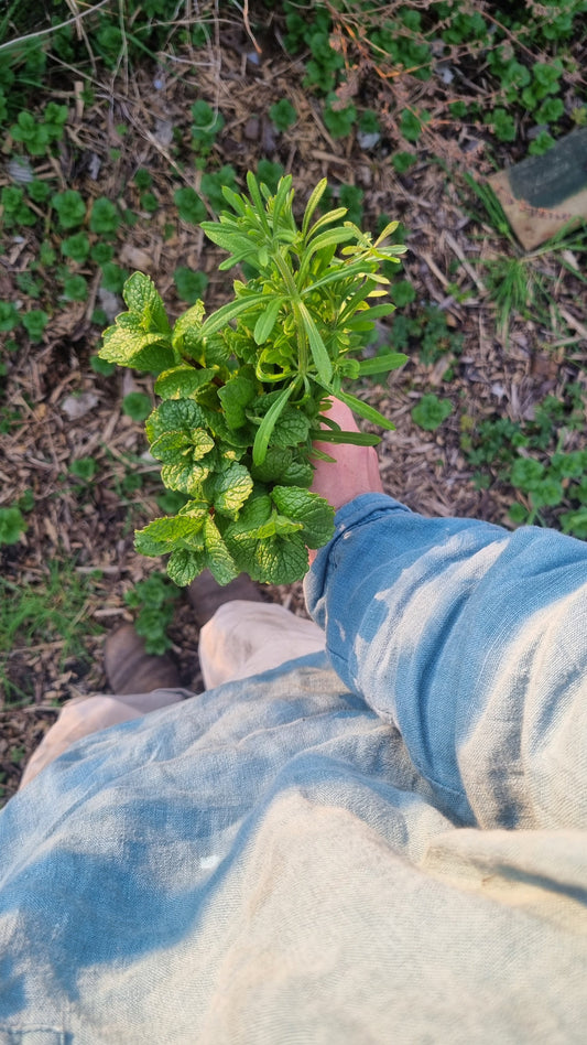 Transitioning into Spring