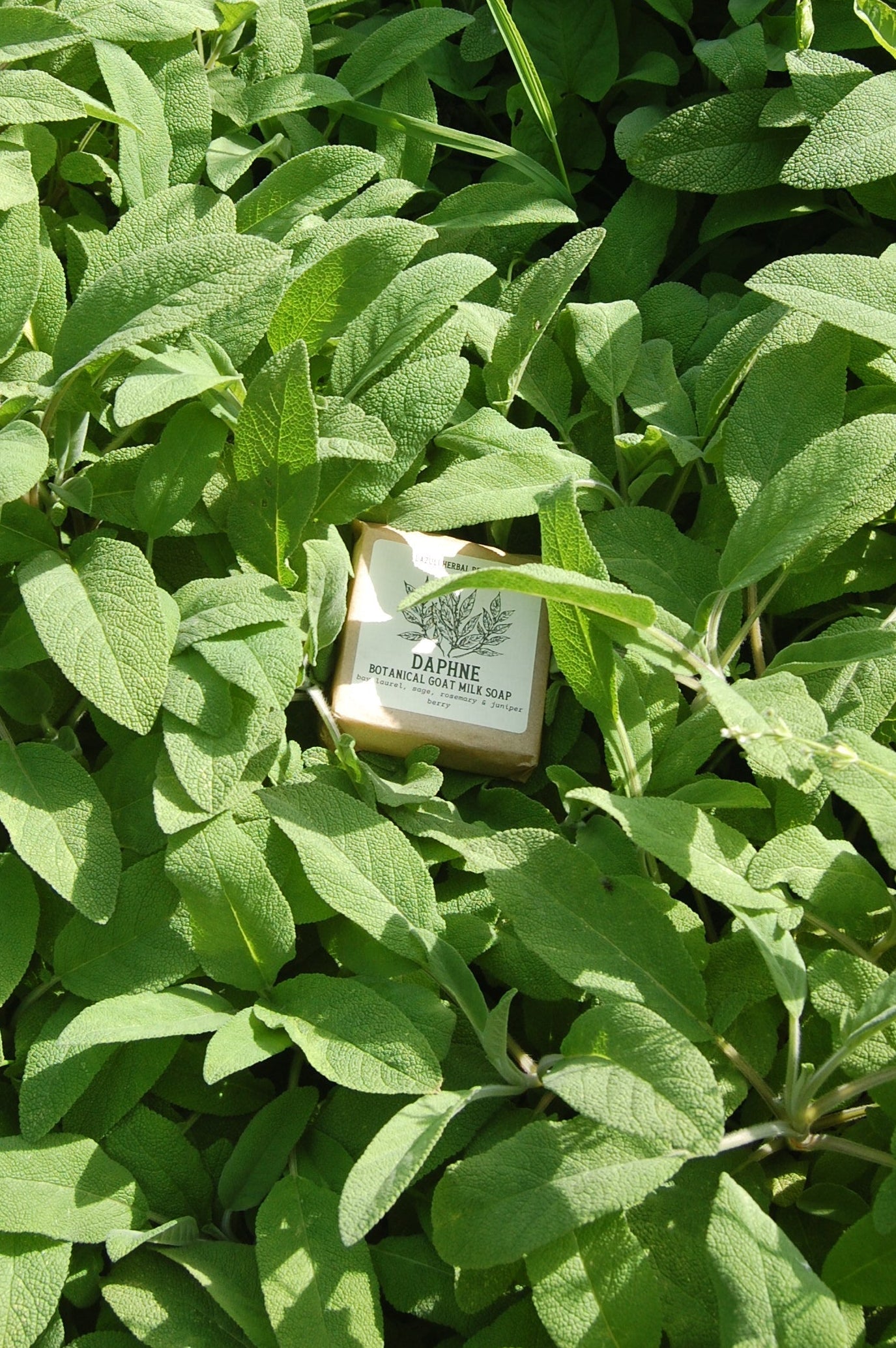 Daphne Goats Milk Soap | Bay Laurel & Sage