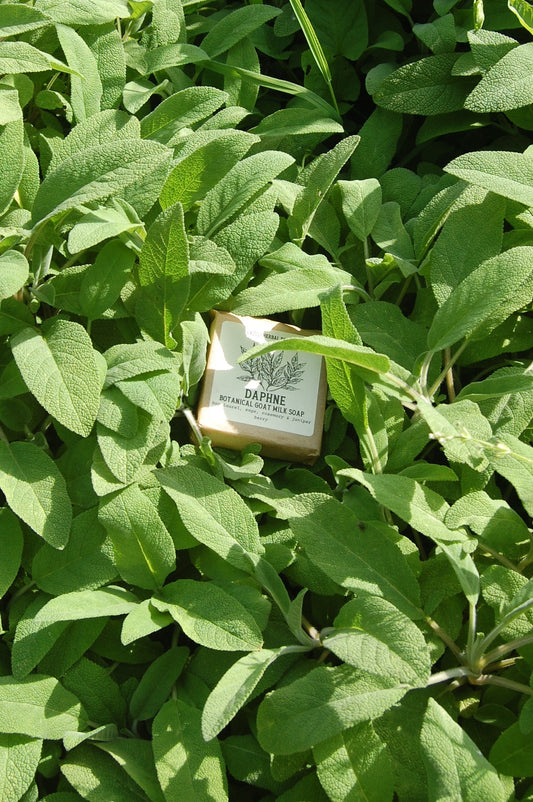 Daphne Goats Milk Soap | Bay Laurel & Sage