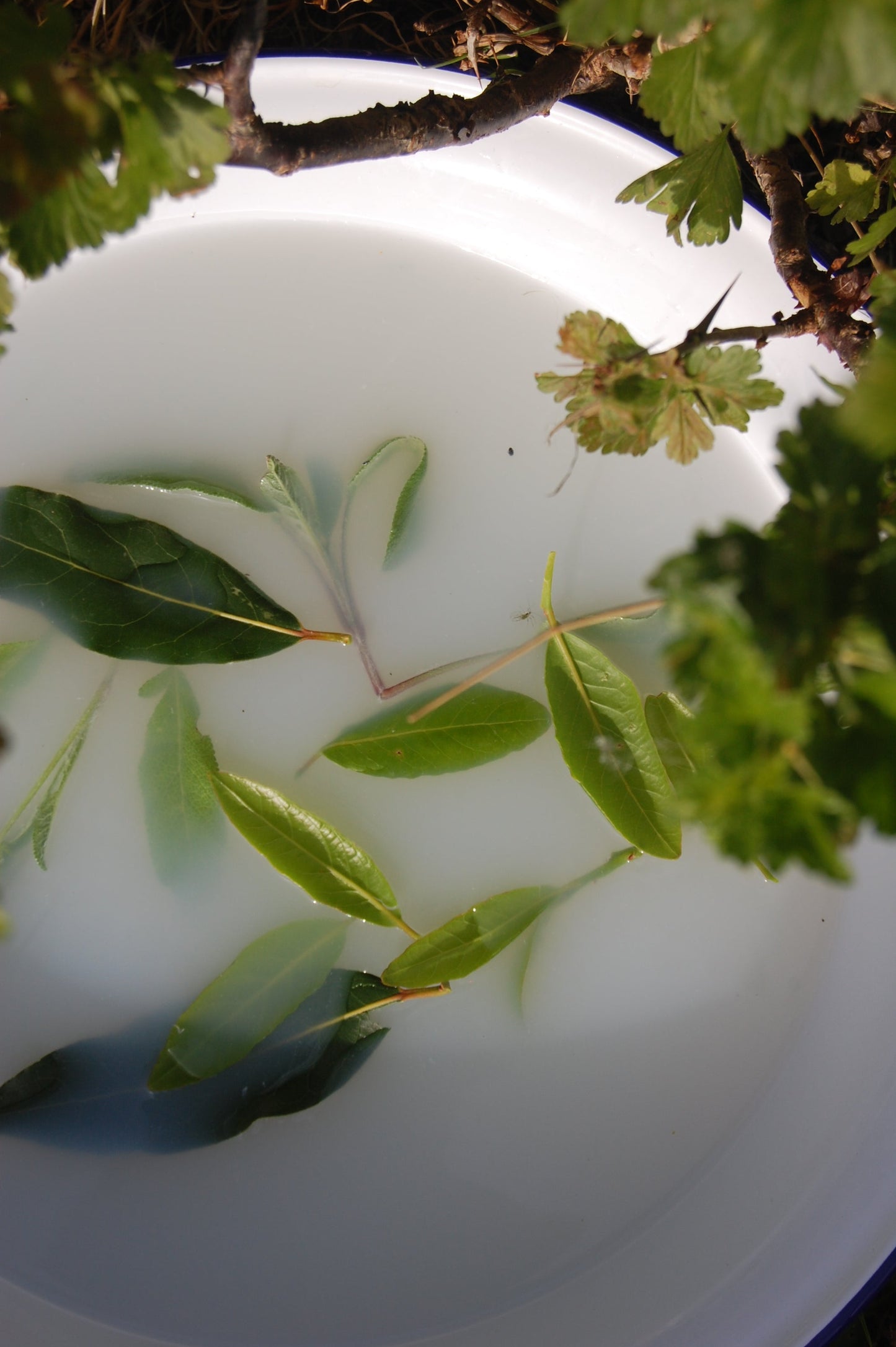 Daphne Goats Milk Soap | Bay Laurel & Sage