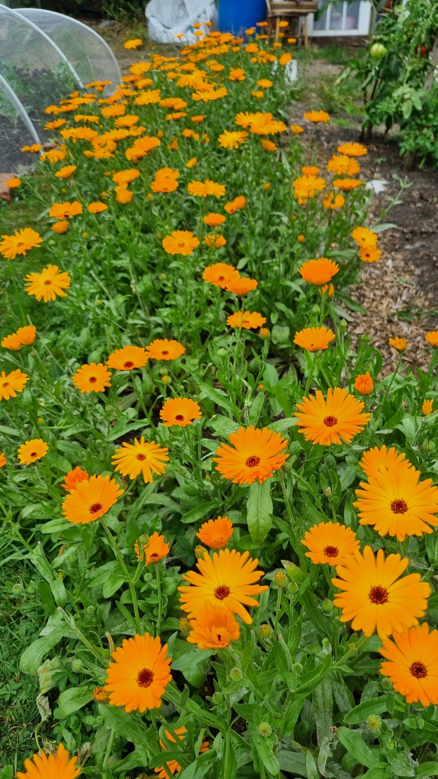 Garden Flower Goats Milk Soap | Calendula & Lavender