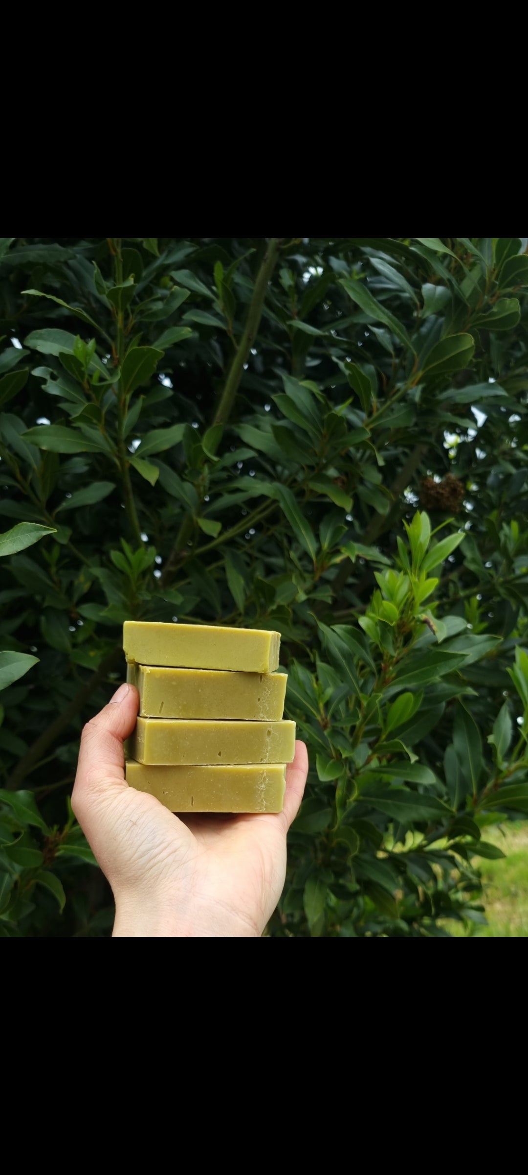 Daphne Goats Milk Soap | Bay Laurel & Sage